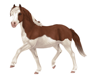 Gotland Pony, variation 7