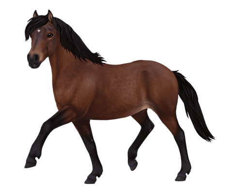 Gotland Pony, variation 2