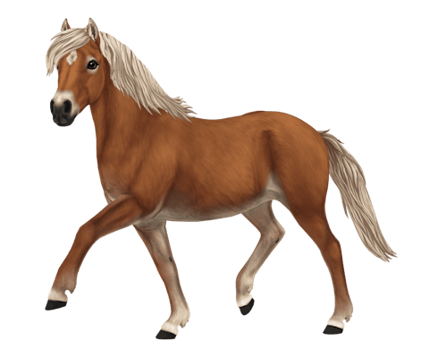 Gotland Pony, variation 1
