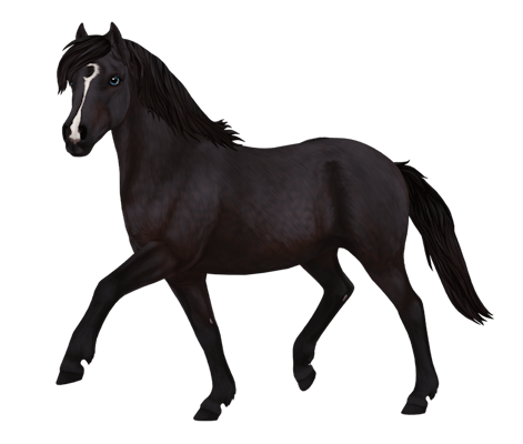 Gotland Pony, variation 4