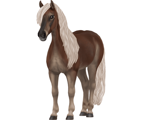 Haflinger Variation 6