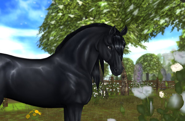 Check out this adorable Friesian!