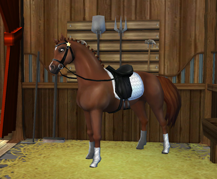 Neue Dressage-Ausrüstung für euer Pferd!