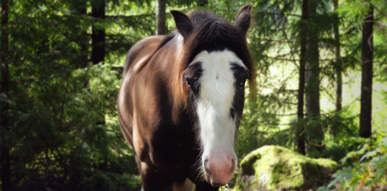 Nomis häst, Runsten, var inspiration till Irish Cob-hästen!