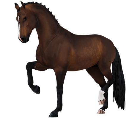 Dutch Warmblood variation 5
