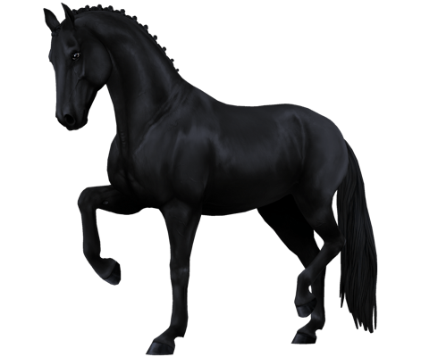 Dutch Warmblood variation 6