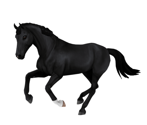 Belgian Warmblood variation 1