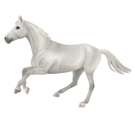 Belgian Warmblood variation 2