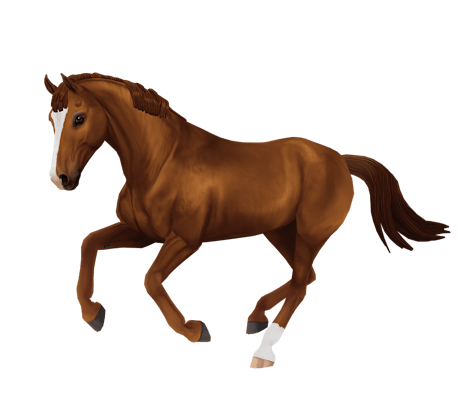 Belgian Warmblood variation 4