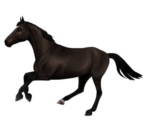 Belgian Warmblood variation 5