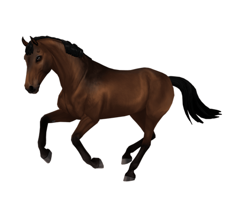 Belgian Warmblood variation 6