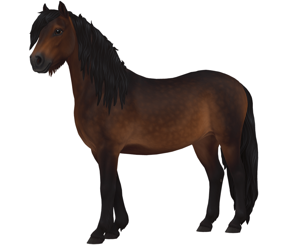 Dartmoorinponi | Horse breed | Star Stable